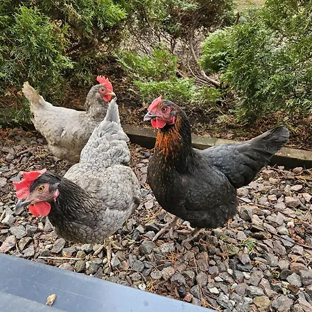 Tallinnhousing Knights And Nobility -3 Bdr * Reval