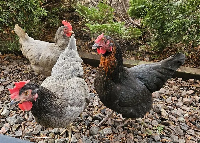 Tallinnhousing Knights And Nobility -3 Bdr * Ταλίν